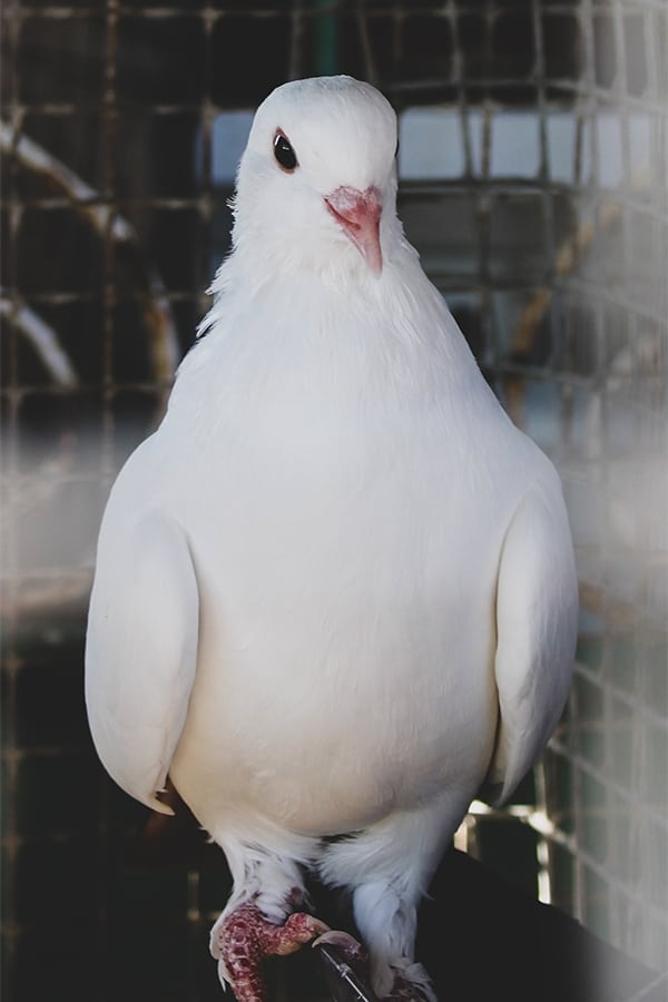 DISC - Dove