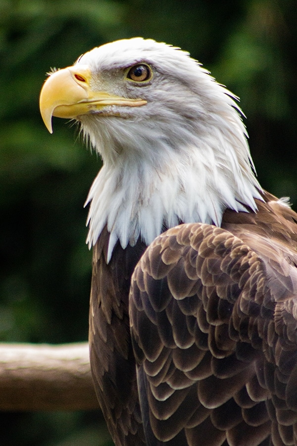 DISC - Eagle