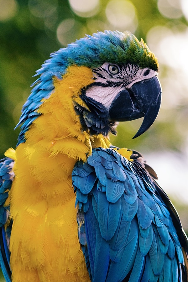 DISC - Parrot